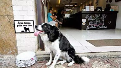 Animais de estimação: como adequar seu estabelecimento para recebê-los