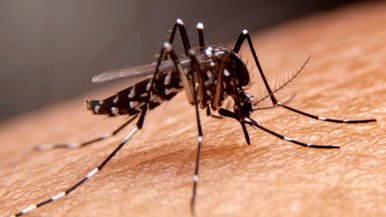 Afastamento por dengue: como agir diante dos impactos no setor de bares e restaurantes